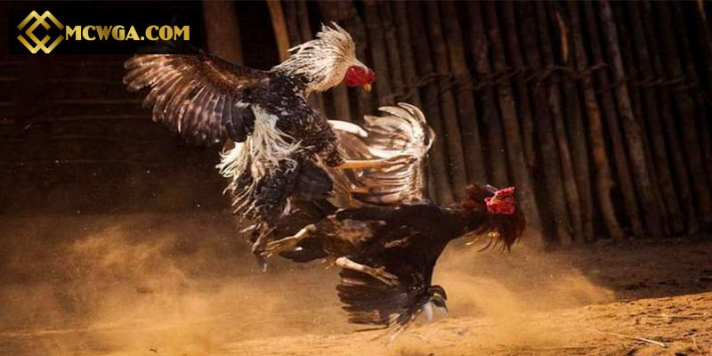 Đá gà Campuchia tại MCW