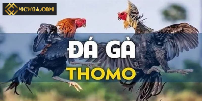 Giới thiệu đá gà Thomo