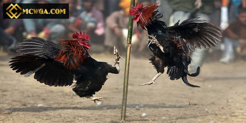 Lưu ý khi chọn đá gà Thomo