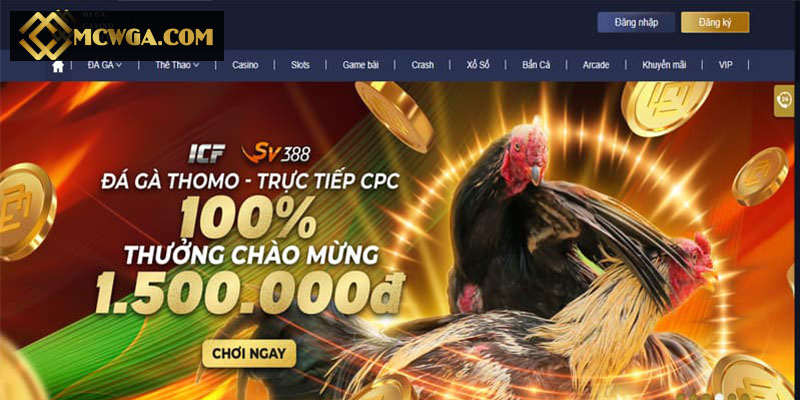 Các loại đá gà trực tiếp MCW