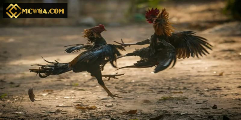 Chơi đá gà cựa sắt